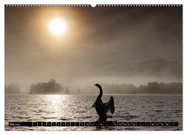 Produktbild: Die Eleganz der Schw&auml;ne (hochwertiger Premium Wandkalender 2026 DIN A2 quer), Kunstdruck in Hochglanz
