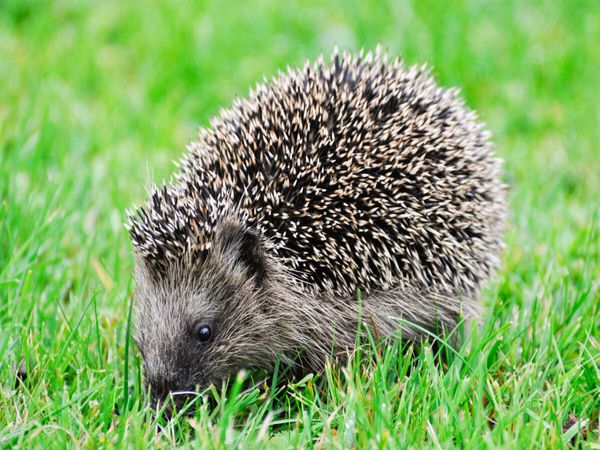 Produktbild: CALVENDO Puzzle Niedlich kleiner Igel l&auml;uft durch das Gras | 1000 Teile Lege-Gr&ouml;&szlig;e 64x48cm Foto-Puzzle f&uuml;r gl&uuml;ckliche Stunden