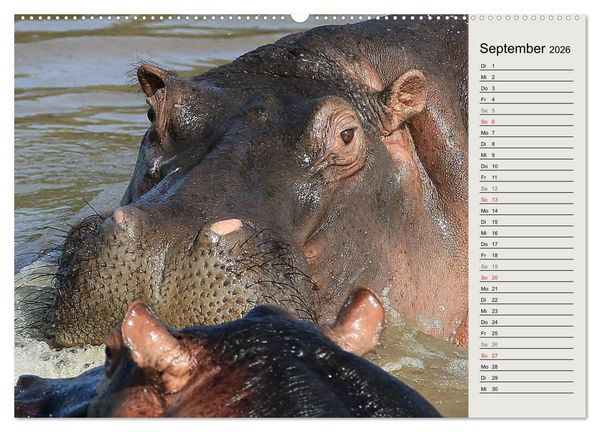 Produktbild: Hippos - Begegnungen in Afrika (hochwertiger Premium Wandkalender 2026 DIN A2 quer), Kunstdruck in Hochglanz