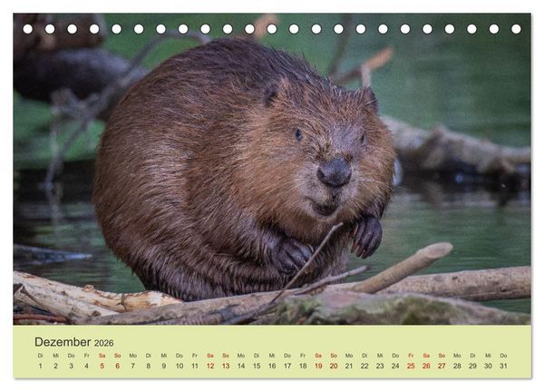 Produktbild: Faszination Biber (Tischkalender 2026 DIN A5 quer), CALVENDO Monatskalender