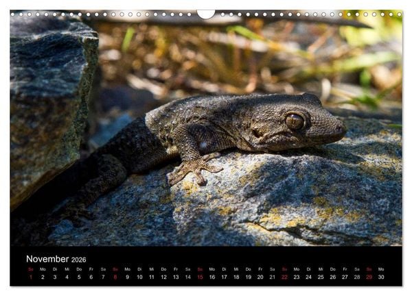 Produktbild: Reptilienkalender 2026 (Wandkalender 2026 DIN A3 quer), CALVENDO Monatskalender