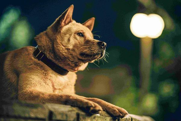Produktbild: Hachiko - Eine Freundschaft f&uuml;r die Ewigkeit! (2023)