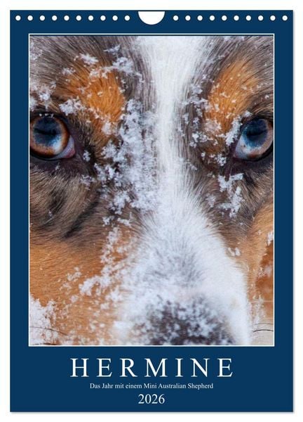Produktbild: Hermine - Ein Jahr mit einem Mini Australian Shepherd (Wandkalender 2026 DIN A4 hoch), CALVENDO Monatskalender