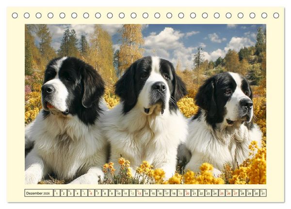 Produktbild: Landseer in der Natur. Majest&auml;tische und sanfte Hundeseelen (Tischkalender 2026 DIN A5 quer), CALVENDO Monatskalender