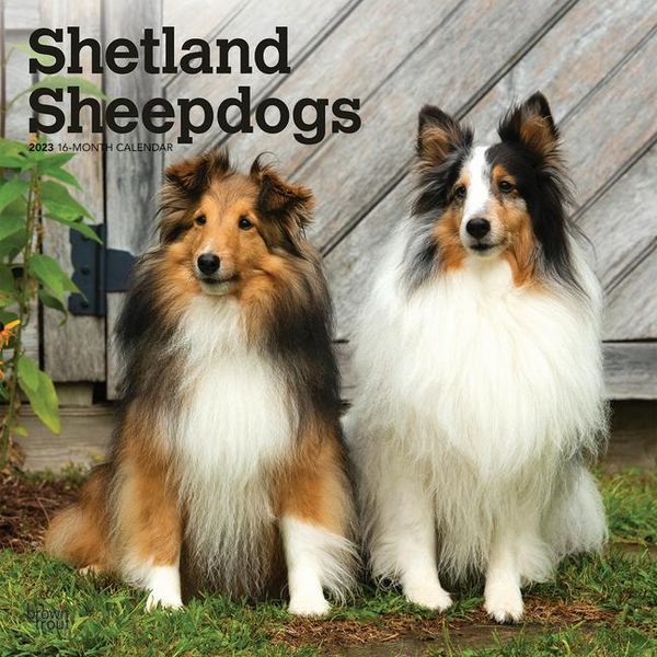 Produktbild: Shetland Sheepdogs 2023 Square