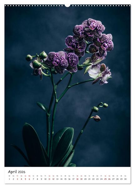 Produktbild: Orchideen Zauber (hochwertiger Premium Wandkalender 2026 DIN A2 hoch), Kunstdruck in Hochglanz