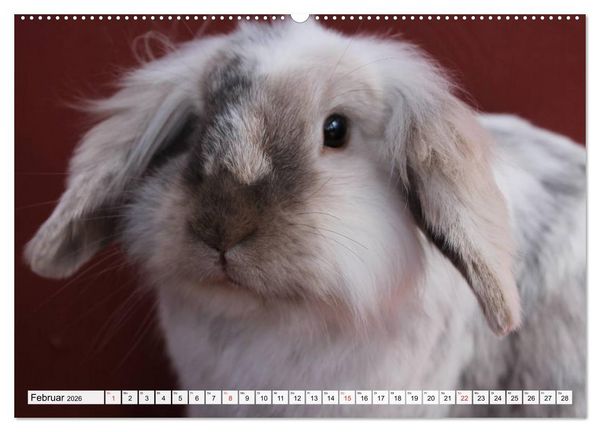 Produktbild: Kaninchen und Hasen (hochwertiger Premium Wandkalender 2026 DIN A2 quer), Kunstdruck in Hochglanz