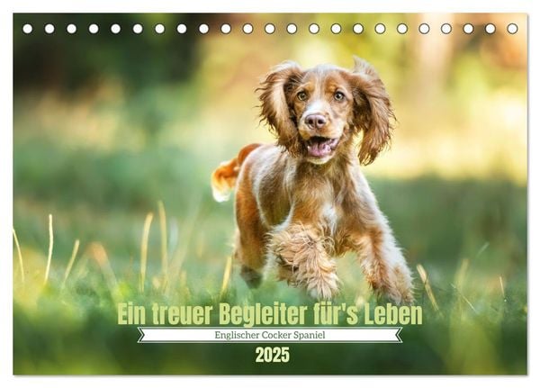 Englischer Cocker Spaniel (Tischkalender 2025 DIN A5 quer), CALVENDO Monatskalender