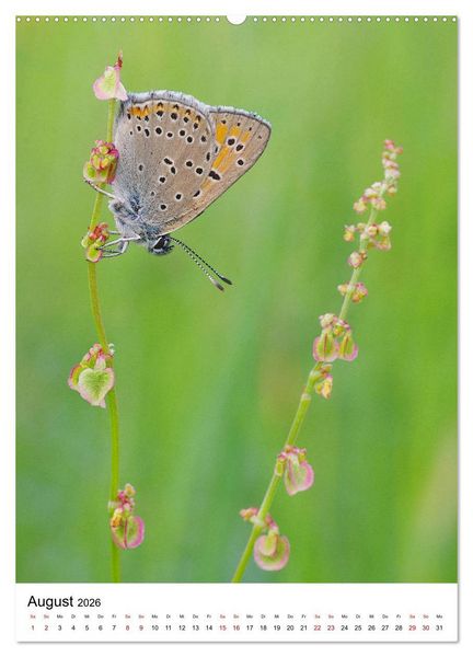 Produktbild: Insekten,Sch&ouml;nheiten der Natur (Wandkalender 2026 DIN A2 hoch), CALVENDO Monatskalender