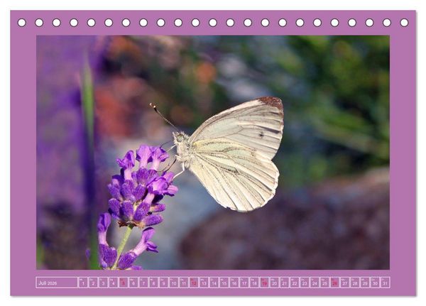 Produktbild: Wir sind die Stars im Garten (Tischkalender 2026 DIN A5 quer), CALVENDO Monatskalender