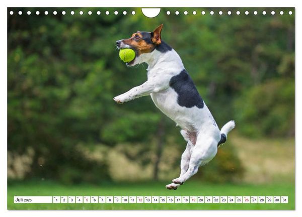 Produktbild: 100000 Volt auf vier Pfoten - Jack und Parson Russell Terrier (Wandkalender 2026 DIN A4 quer), CALVENDO Monatskalender