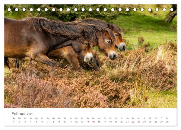 Produktbild: Exmoor Ponnys - Die letzten Ihrer Art (Tischkalender 2026 DIN A5 quer), CALVENDO Monatskalender
