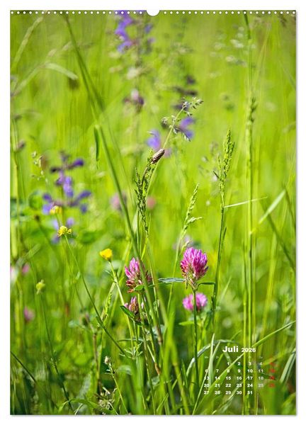 Produktbild: Ein Spaziergang &uuml;ber eine Sommerwiese (Wandkalender 2026 DIN A2 hoch), CALVENDO Monatskalender