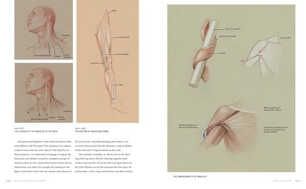 Produktbild: Basic Human Anatomy
