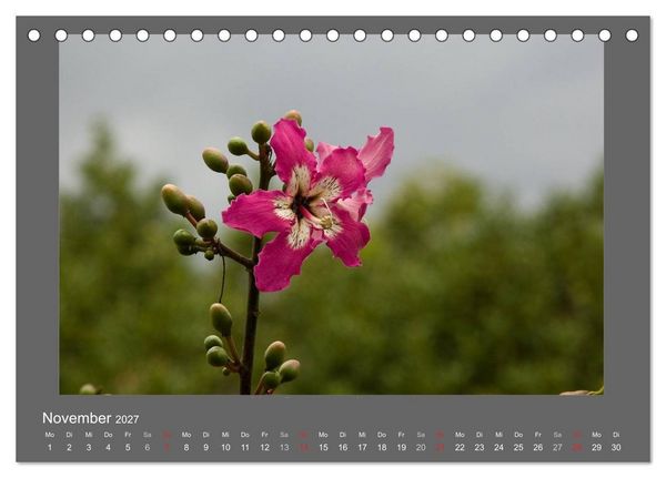 Produktbild: Madeiras Blumenwelt (Tischkalender 2027 DIN A5 quer), CALVENDO Monatskalender