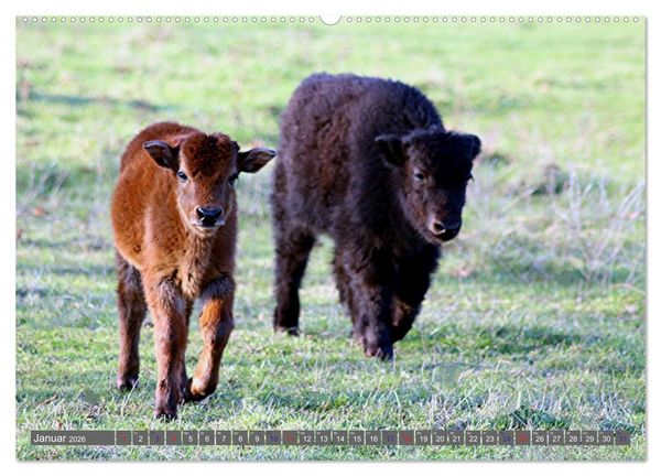 Produktbild: Der Yak (hochwertiger Premium Wandkalender 2026 DIN A2 quer), Kunstdruck in Hochglanz