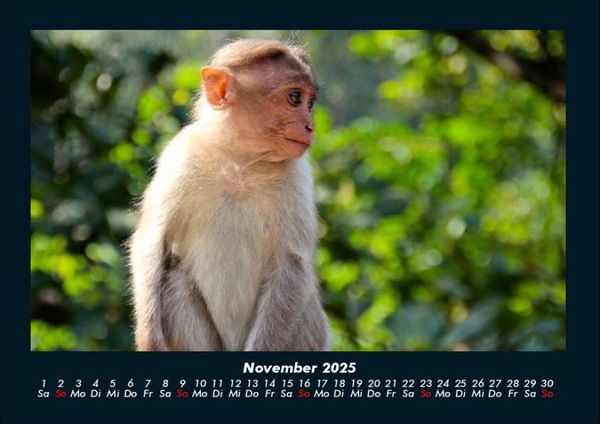 Produktbild: Affen 2025 Fotokalender DIN A4