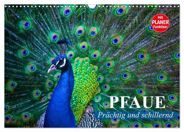 Produktbild: Pfaue. Pr&auml;chtig und schillernd (Wandkalender 2026 DIN A3 quer), CALVENDO Monatskalender
