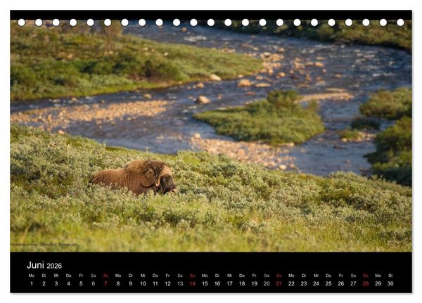 Produktbild: Naturwucht Skandinavien (Tischkalender 2026 DIN A5 quer), CALVENDO Monatskalender