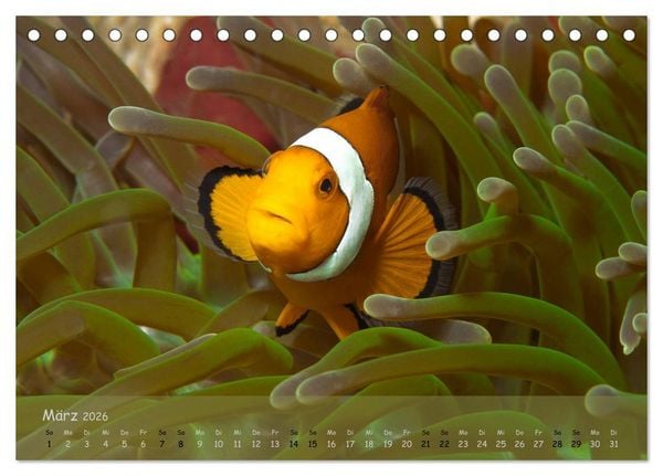 Produktbild: Anemonenfische - Streitbare Gesellen (Tischkalender 2026 DIN A5 quer), CALVENDO Monatskalender