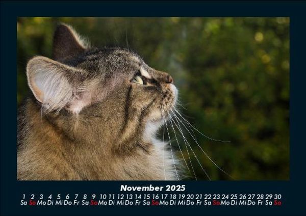 Produktbild: Haustierkalender 2025 Fotokalender DIN A5