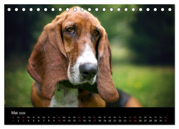 Produktbild: Der Basset, eine LANGE und besondere Liebe (Tischkalender 2026 DIN A5 quer), CALVENDO Monatskalender