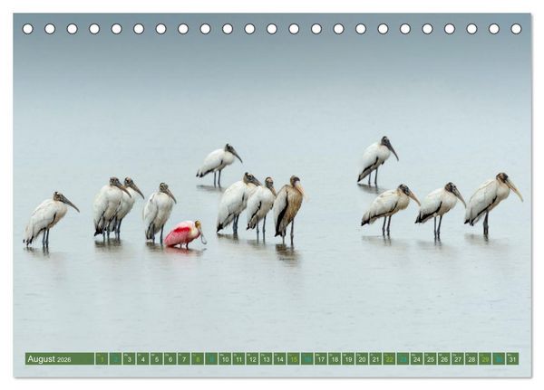 Produktbild: Waldstorch und Anhinga (Tischkalender 2026 DIN A5 quer), CALVENDO Monatskalender