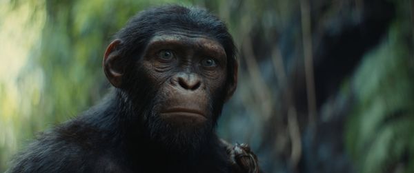 Produktbild: Planet der Affen - New Kingdom (4K Ultra HD) (+ Blu-ray)