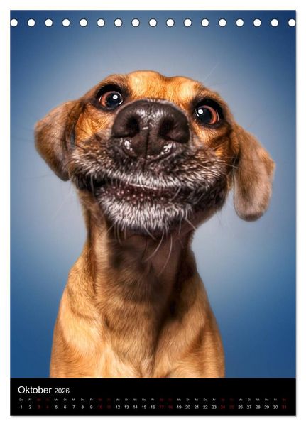 Produktbild: Funny Faces - Lustige Hundebilder (Tischkalender 2026 DIN A5 hoch), CALVENDO Monatskalender