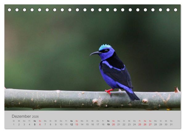 Produktbild: Costa Rica - Exotische V&ouml;gel im Regenwald (Tischkalender 2026 DIN A5 quer), CALVENDO Monatskalender
