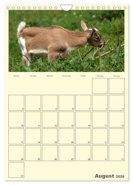 Produktbild: Zwergziegen (Wandkalender 2026 DIN A4 hoch), CALVENDO Monatskalender