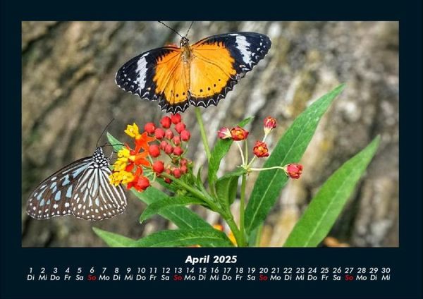 Produktbild: Bunte Pracht der Schmetterlinge 2025 Fotokalender DIN A4