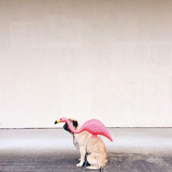 Produktbild: Insta Grammar Dogs