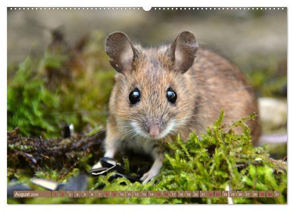 Produktbild: Gr&uuml;sse von der Maus! (hochwertiger Premium Wandkalender 2026 DIN A2 quer), Kunstdruck in Hochglanz