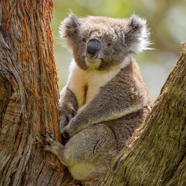 Produktbild: Koalas 2027