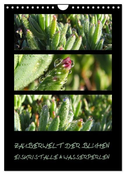 Produktbild: ZAUBERWELT DER BLUMEN - EISKRISTALLE & WASSERPERLEN (Wandkalender 2026 DIN A4 hoch), CALVENDO Monatskalender
