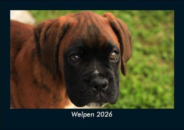 Welpen 2026 Fotokalender DIN A5