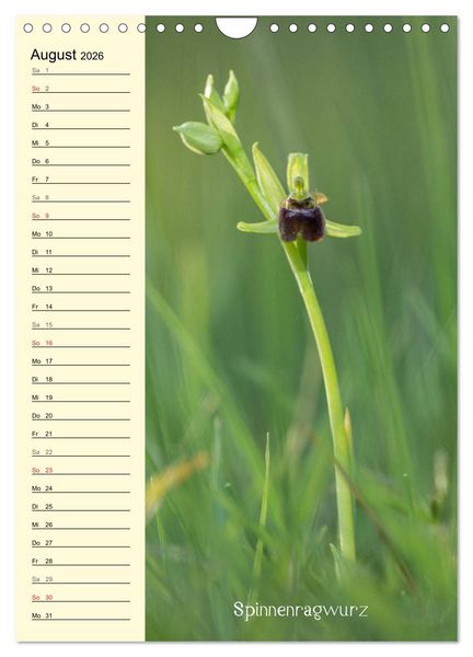 Produktbild: Wildwachsende Orchideen in Bayern (Wandkalender 2026 DIN A4 hoch), CALVENDO Monatskalender