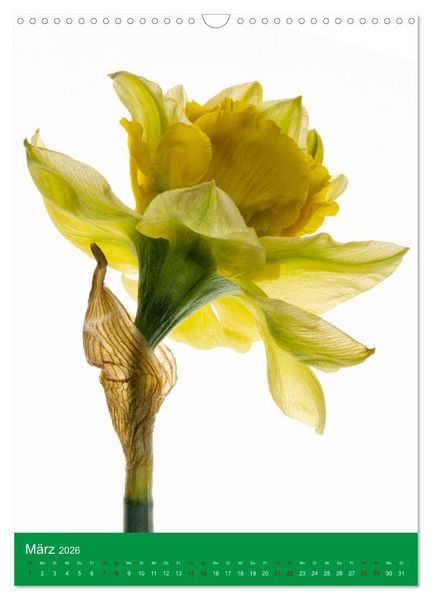 Produktbild: Nat&uuml;rlich Blumen. (Wandkalender 2026 DIN A3 hoch), CALVENDO Monatskalender
