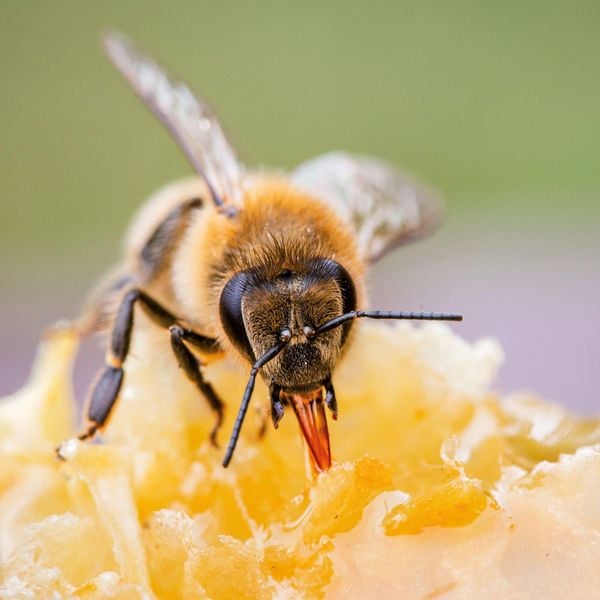 Produktbild: Bienen / Bees 2027