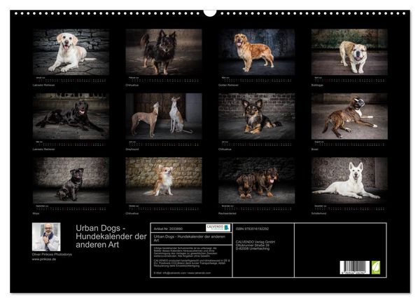 Produktbild: Urban Dogs - Hundekalender der anderen Art (Wandkalender 2026 DIN A2 quer), CALVENDO Monatskalender