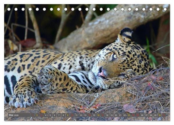 Produktbild: Jaguare im Pantanal (Tischkalender 2026 DIN A5 quer), CALVENDO Monatskalender