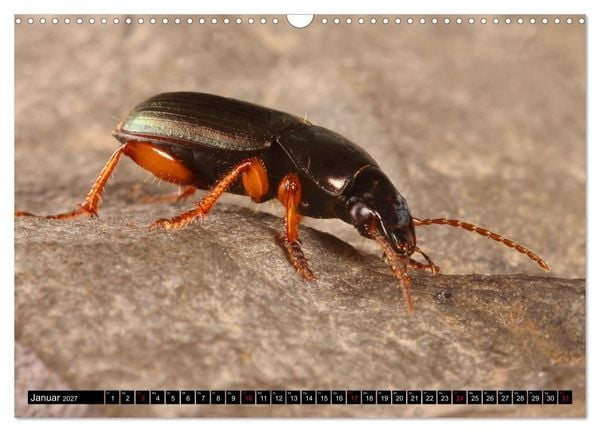 Produktbild: LAUFK&Auml;FER - CARABIDAE (Wandkalender 2027 DIN A3 quer), CALVENDO Monatskalender