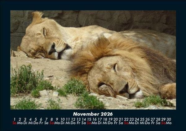 Produktbild: Tiere in der Wildnis 2026 Fotokalender DIN A5