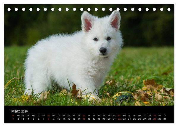 Produktbild: Wei&szlig;er Schweizer Sch&auml;ferhund - Ein Tag im Leben einer Hundefamilie (Tischkalender 2026 DIN A5 quer), CALVENDO Monatskalender