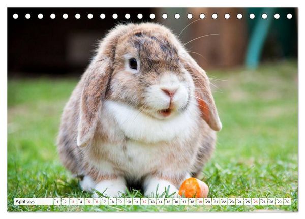 Produktbild: Kaninchen und Hasen (Tischkalender 2026 DIN A5 quer), CALVENDO Monatskalender