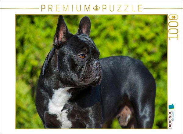 CALVENDO Puzzle Traumhund Französische Bulldogge | 1000 Teile Lege-Größe 64x48cm Foto-Puzzle für glückliche Stunden