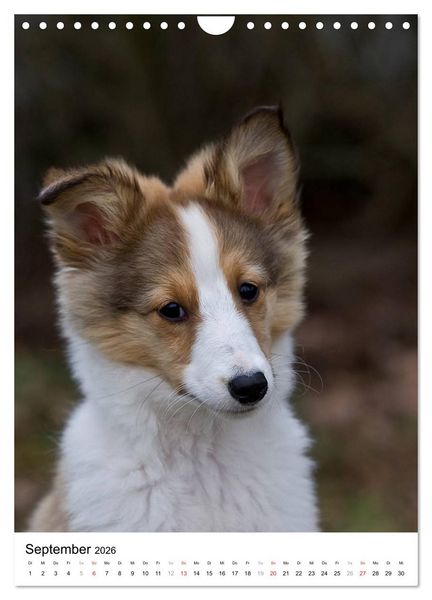 Produktbild: Kleine und gro&szlig;e Hundekinder 2026 (Wandkalender 2026 DIN A4 hoch), CALVENDO Monatskalender