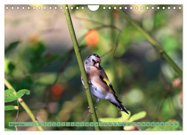 Produktbild: Distelfink (Wandkalender 2026 DIN A4 quer), CALVENDO Monatskalender