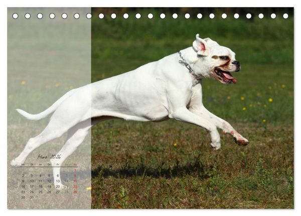 Produktbild: Deutscher Boxer 2026 (Tischkalender 2026 DIN A5 quer), CALVENDO Monatskalender